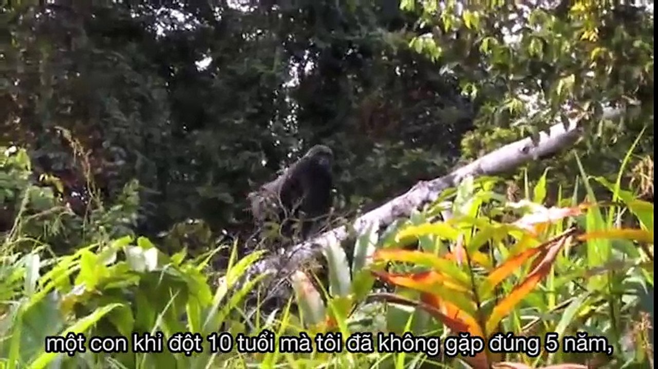 Xúc động với cảnh đoàn tụ của người và khỉ sau nhiều năm xa cách