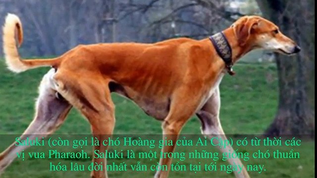 Top 10 loài chó đắt đỏ và quý hiếm nhất thế giới