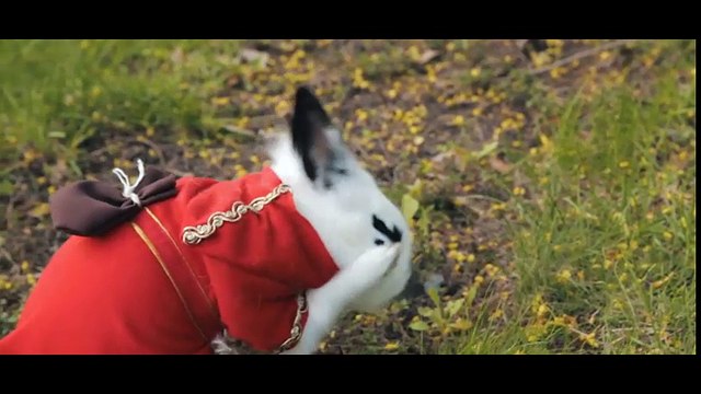 Động vật - Cuộc phiêu lưu thần kỳ của thỏ trắng