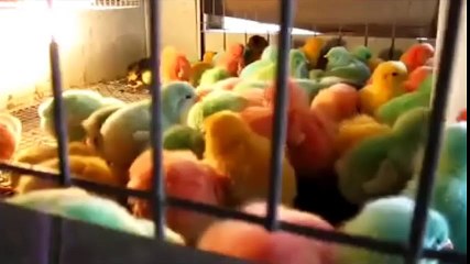 Sốc với cảnh gà con bị nhuộm hàng loạt để làm thú cưng