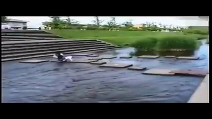 21/7 - khỉ dắt chó đi chợ