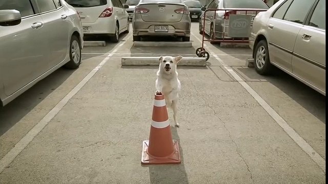 Cười té ghế với lòng trung thành của chú chó