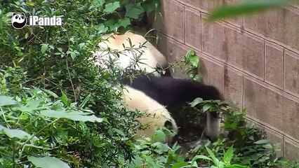 17/7 - Gấu trúc vượt ngục cực dễ thương