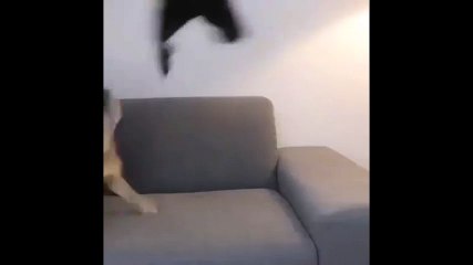 Chú chó hóa Thần Thor gây sốt