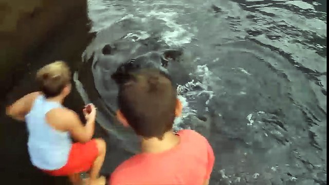 Cậu bé nhận cá đuối khổng lồ dưới biển làm vật nuôi