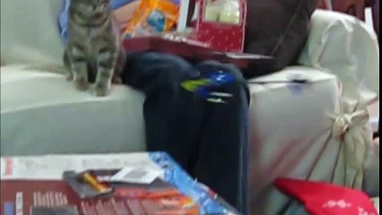 Những chú mèo ngộ nghĩnh khi giựt mình