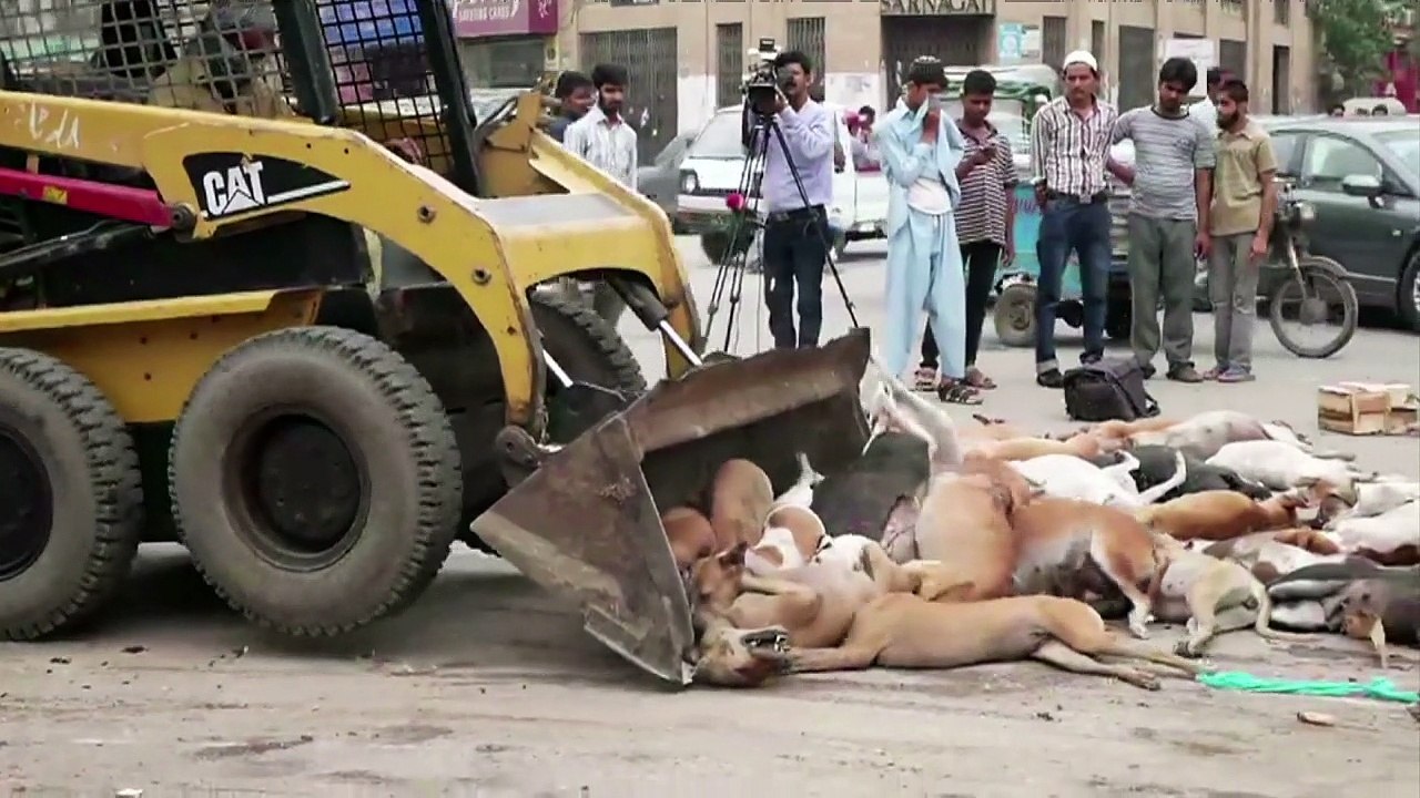 Tierschützer wollen Hunde in Karachi retten