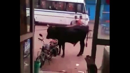 Bull Decided To Ride A Bike | WhatsApp Funny Video