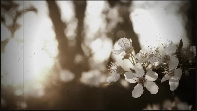 Splet narodnih pesama 16