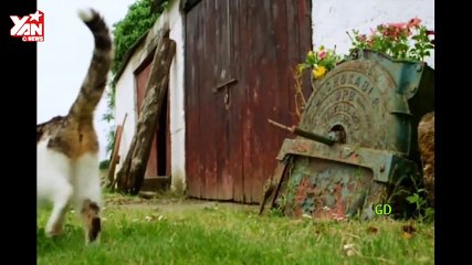 Mèo nghĩ vịt là con của mình