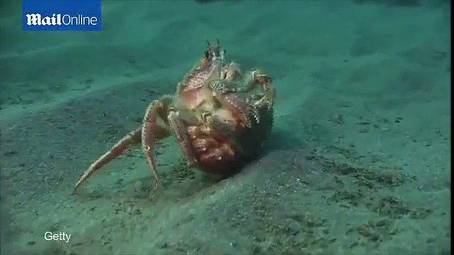 Chuyện lạ - “Cua ngoài hành tinh như quái thú tại Trung Quốc