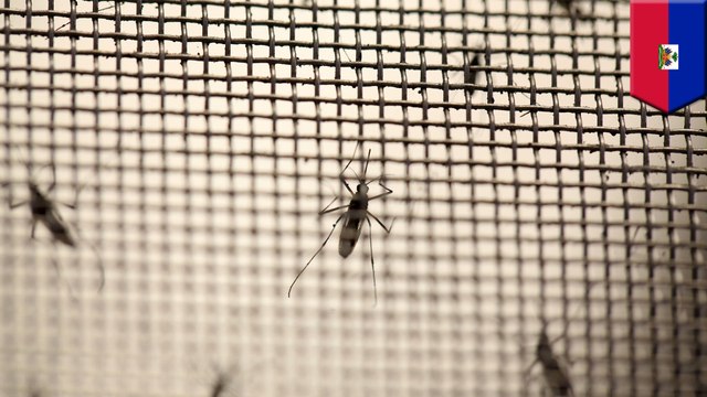 The next Zika: Mayaro virus discovered in Haiti for the first time - TomoNews