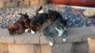 Sleepy Cat Gets Swarmed By Adorable Puppies