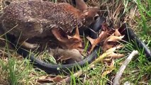 Thỏ mẹ giải cứu thỏ con khỏi rắn độc