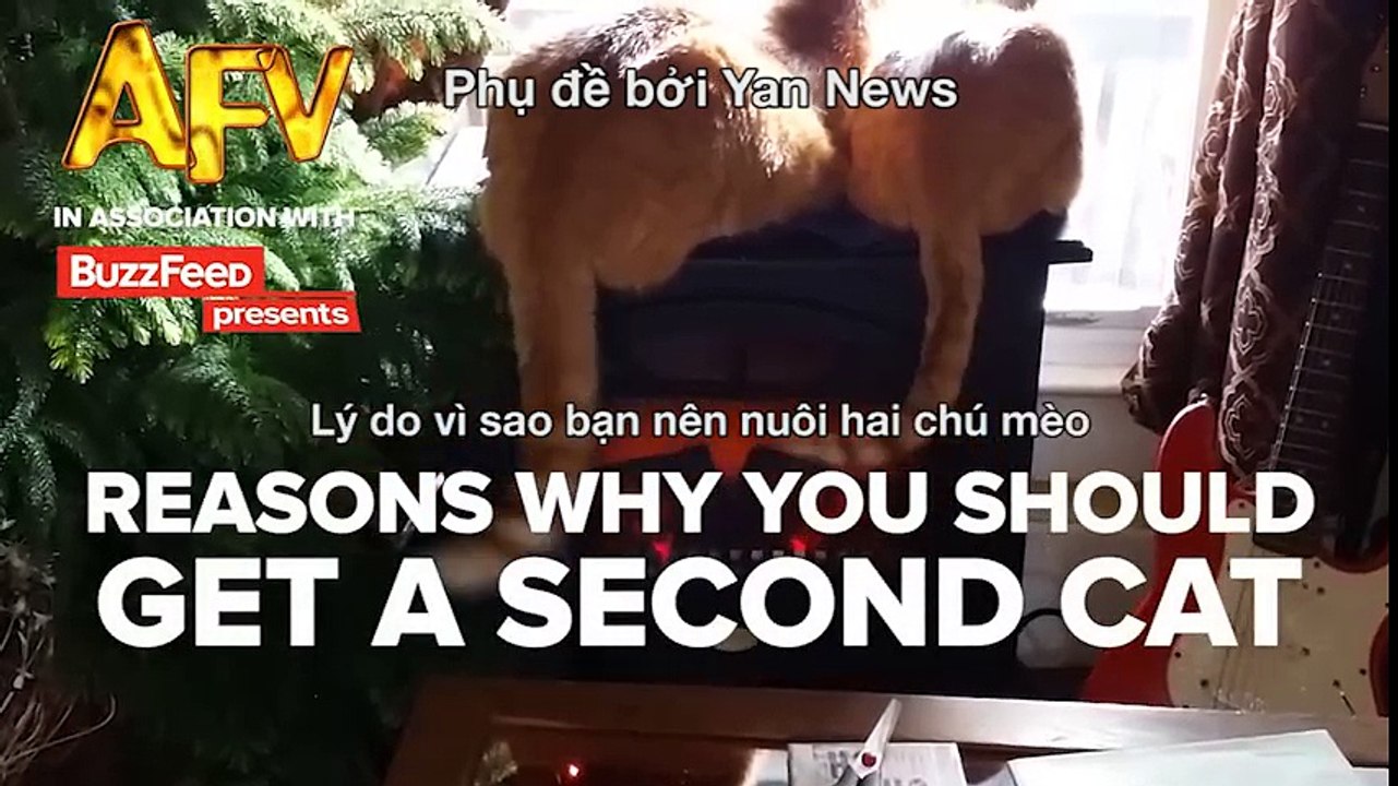Mèo - Tại sao bạn nên có thêm 1 con mèo?
