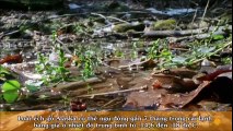 Chuyện lạ - Loài ếch kỳ lạ có thể chết trong mùa đông, tái sinh lại vào mùa xuân