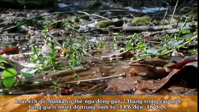 Chuyện lạ - Loài ếch kỳ lạ có thể chết trong mùa đông, tái sinh lại vào mùa xuân