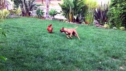 Excited Dog Really Wants Chicken To Play