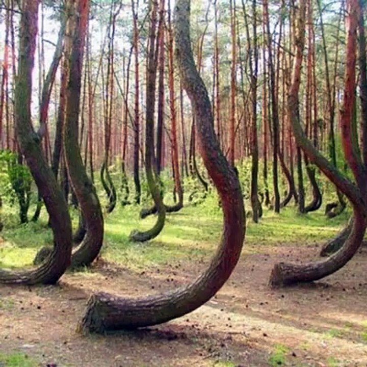 ARBOLES