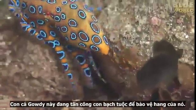 Chuyện lạ - Loài sinh vật độc nhất hành tinh núp đằng sau vẻ ngoài xinh đẹp