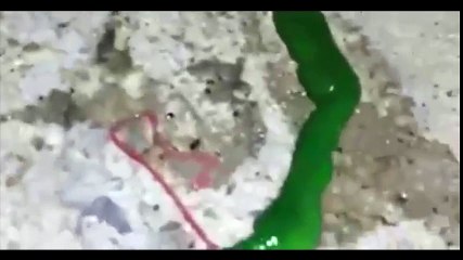 Động vật - Loài giun kỳ lạ ở Taiwan