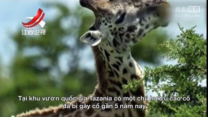 Chú hươu cao cổ bị gãy cổ gần 5 năm