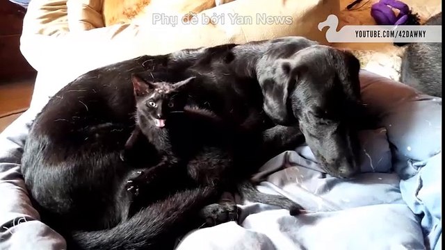 bậc thầy của ngụy trang