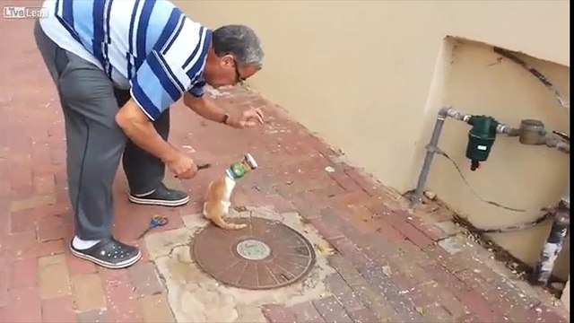 Hồi hộp xem giải cứu mèo bị kẹt đầu trong lon nước ngọt