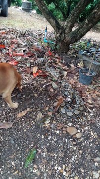 Ce chien enterre un serpent mort avec son museau