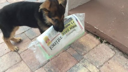 Jeune chien tellement fier de remmener le journal