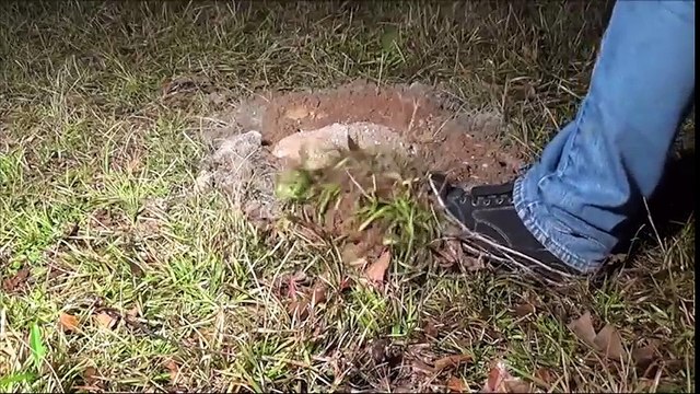 Casting a Fire Ant Colony with Molten Aluminum