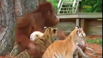 Đười ươi chăm sóc, cho hổ bú khiến cư dân mạng thích thú