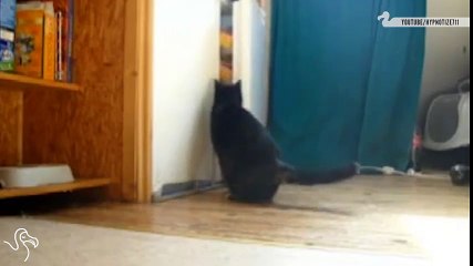 Cats opening fridge