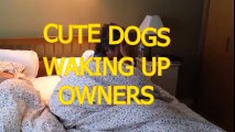 Cute dogs waking up owners