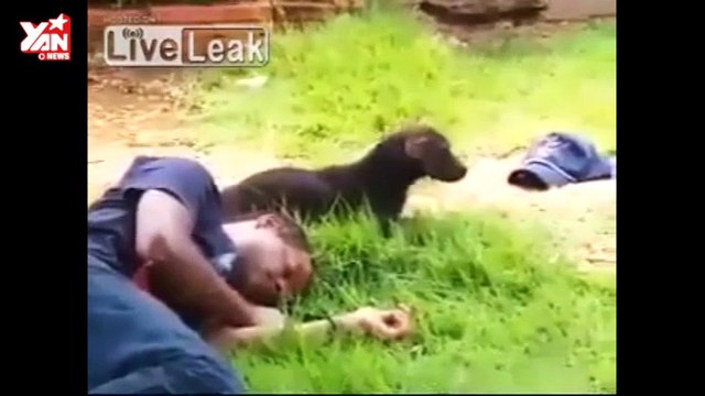 Clip chú chó canh giữ chủ say rượu, không cho ai đến gần