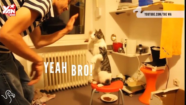 Các dấu hiệu chứng tỏ mèo là một vật nuôi lý tưởng