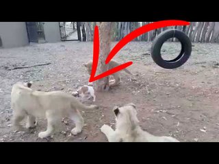 Look this  dog who shows Lions who's the boss
