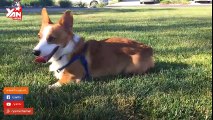 Khởi động ngày mới với các chú chó Corgi