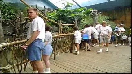 Khỉ cứu đứa bé