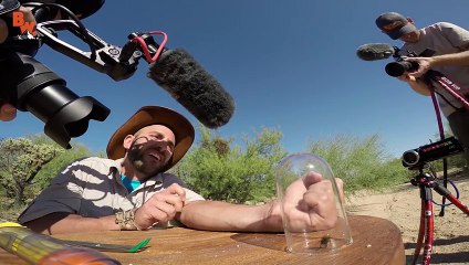 Il se fait volontairement piquer par la terrible fourmi de velours