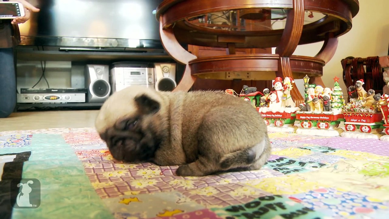 Pug Puppies Sleeping