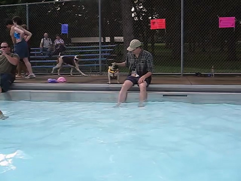 Pug swimming in Pool