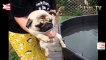 Pugs Are Awesome Compilation 2015