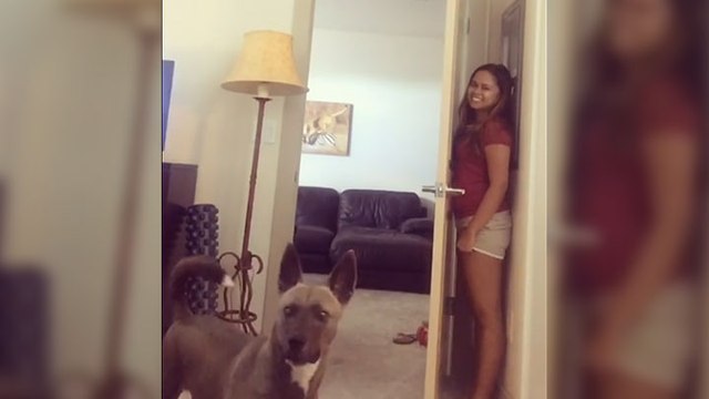 Partie de cache-cache avec un chien