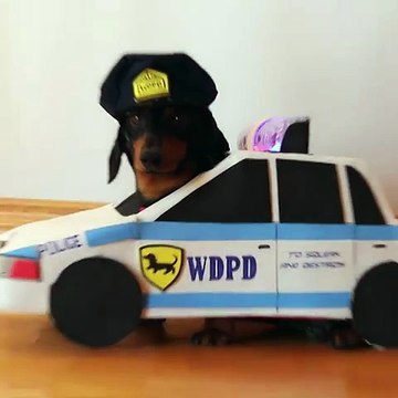 Dachshunds Play Cops & Robbers - Crusoe & Oakley Dachshund