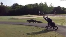 Cá sấu ở sân Golf Myakka Pines