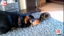 Dogs Annoying Cats with Their Friendship