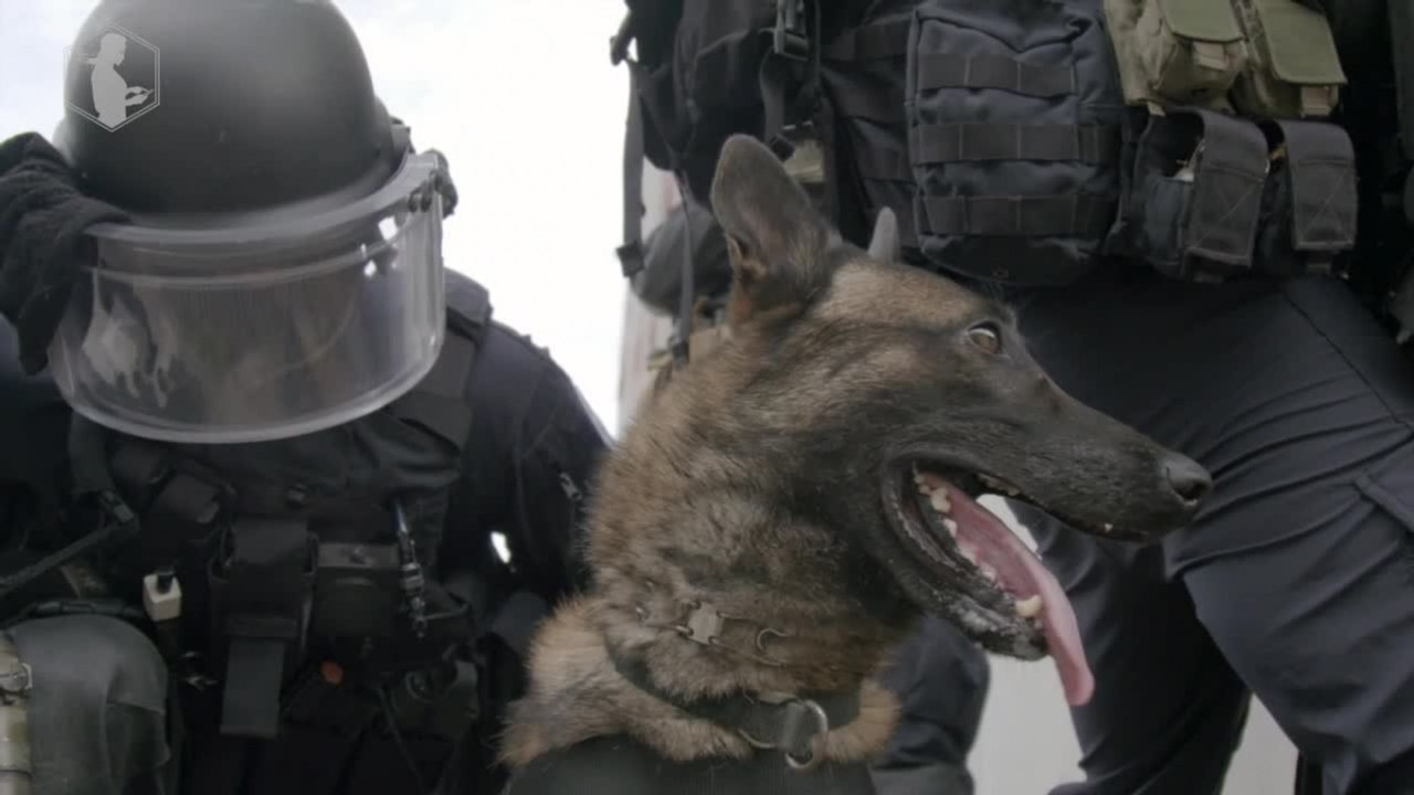 Graf, intervention squad dog of the GIGN (elite gendarmerie unit)