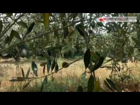 Tg antennasud 22 09 2016 Confagricoltura Puglia e Bppb, al via un accordo per l'accesso al credito