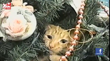 Cats Getting Stuck In Stuff